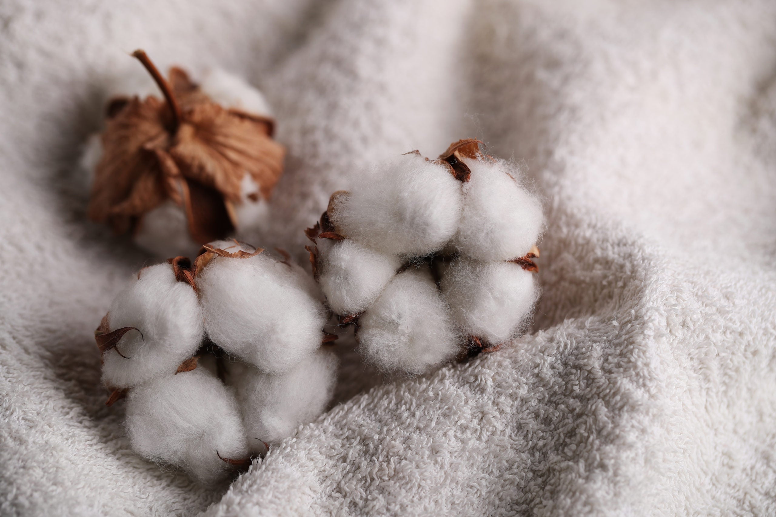 Biancheria da letto: diverse tipologie di cotone